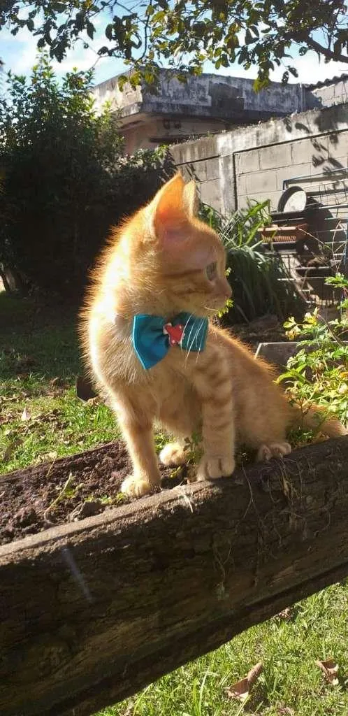 Gato raça SRD-ViraLata idade 2 a 6 meses nome dexter