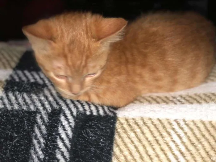 Gato raça SRD-ViraLata idade 2 a 6 meses nome dexter