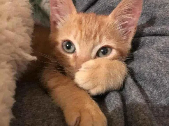 Gato raça SRD-ViraLata idade 2 a 6 meses nome dexter