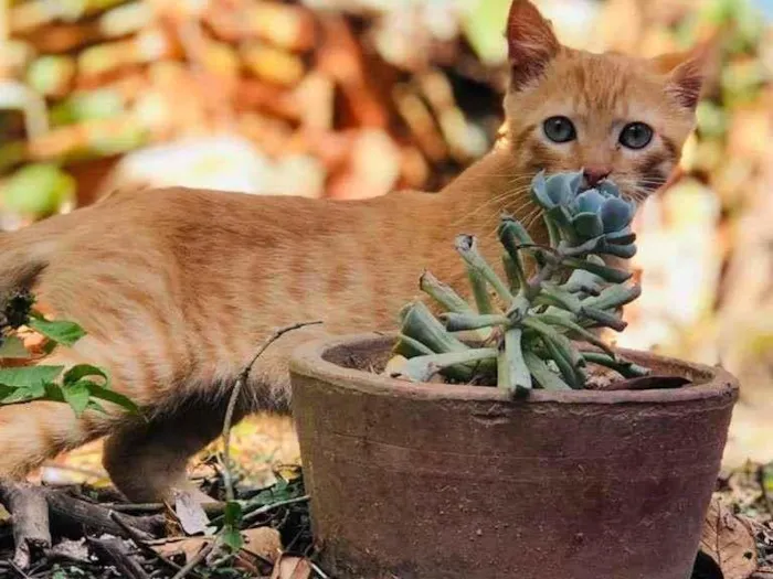 Gato raça SRD-ViraLata idade 2 a 6 meses nome dexter