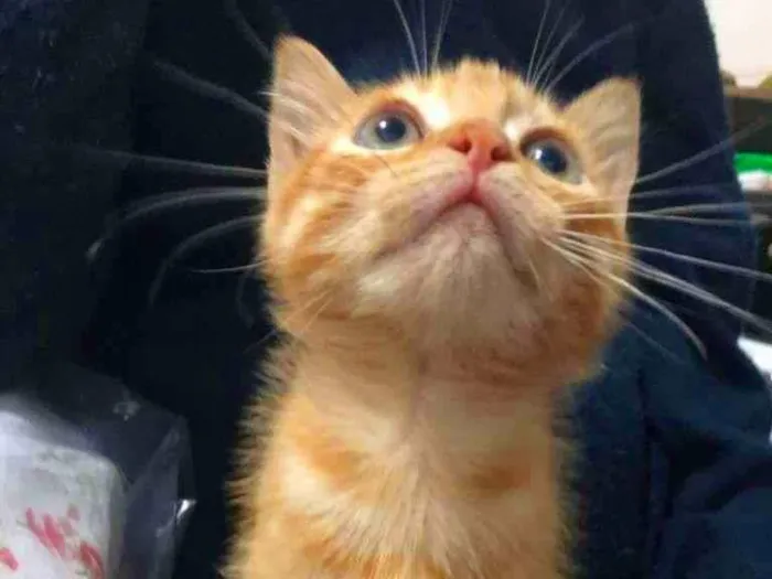 Gato raça SRD-ViraLata idade 2 a 6 meses nome dexter