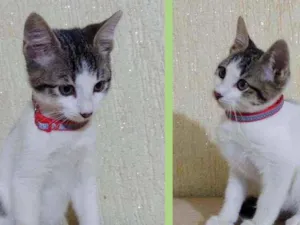 Gato raça SRD  idade Abaixo de 2 meses nome Theo 