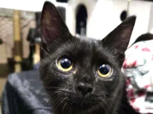 Gato raça srd idade 2 a 6 meses nome Sly