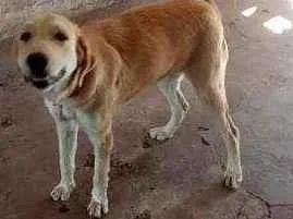 Cachorro ra a Lavrador idade 1 ano nome Zeus