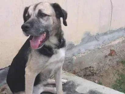 Cachorro raça Vira-lata idade 6 ou mais anos nome Pitucha