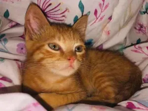 Gato raça SRD-ViraLata idade 2 a 6 meses nome dexter