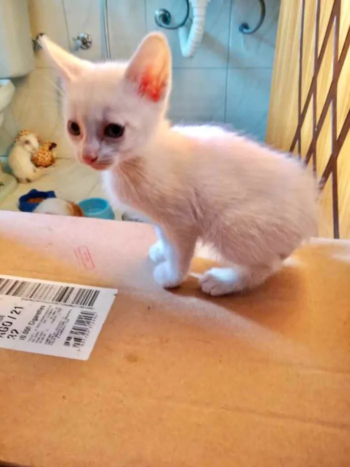 Gato raça Srd idade 2 a 6 meses nome Pompom