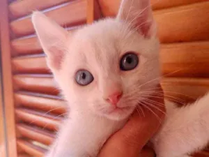 Gato raça Srd idade 2 a 6 meses nome Pompom