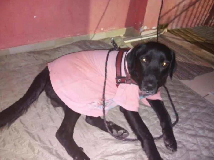 Cachorro ra a Labrador idade 2 anos nome Negão
