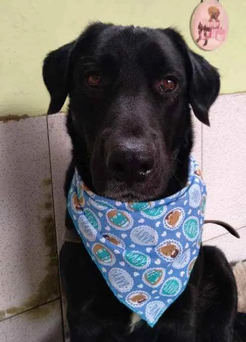 Cachorro ra a Labrador idade 2 anos nome Negão