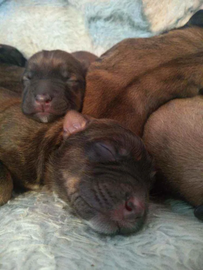 Cachorro ra a Vira lata com Pitbull idade Abaixo de 2 meses nome Recém nascidos