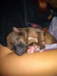 Pipoca