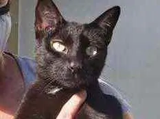 Gato raça Srd idade 7 a 11 meses nome Amanda 