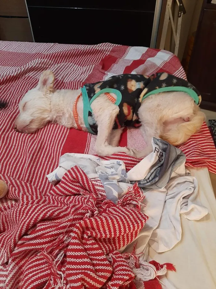 Cachorro ra a indefinida idade 7 a 11 meses nome Malu