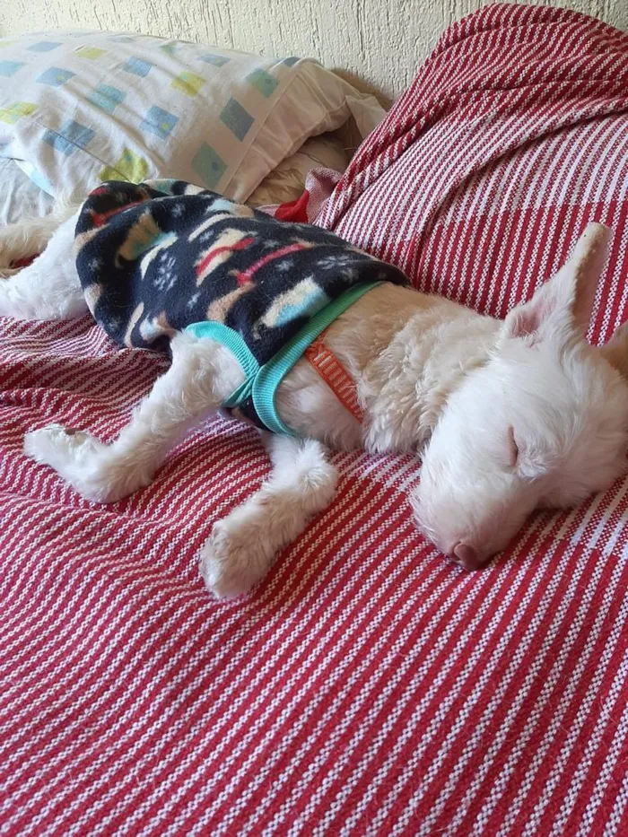 Cachorro ra a indefinida idade 7 a 11 meses nome Malu