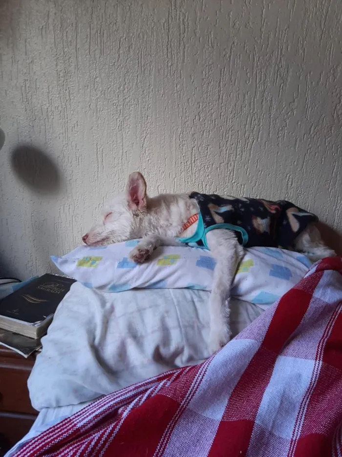 Cachorro ra a indefinida idade 7 a 11 meses nome Malu