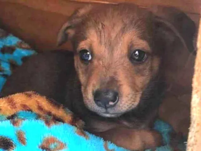 Cachorro raça SRD  idade Abaixo de 2 meses nome Sem nome