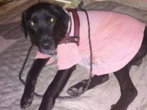 Cachorro raça Labrador idade 2 anos nome Negão