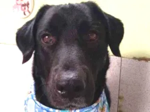 Cachorro raça Labrador idade 2 anos nome Negão