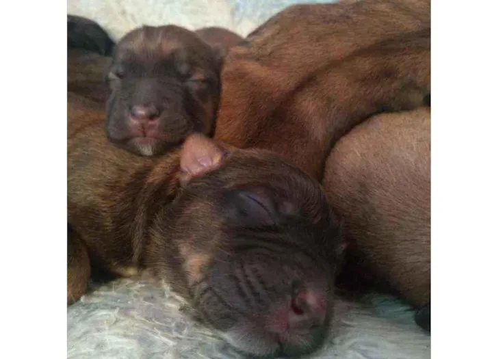 Cachorro ra a Vira lata com Pitbull idade Abaixo de 2 meses nome Recém nascidos