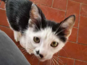Gato raça SRD idade 2 a 6 meses nome Pingo