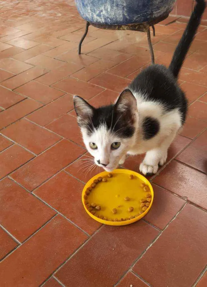 Gato ra a SRD idade 2 a 6 meses nome Pingo