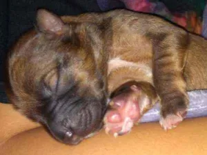 Cachorro raça Vira lata com Pitbull idade Abaixo de 2 meses nome Pipoca