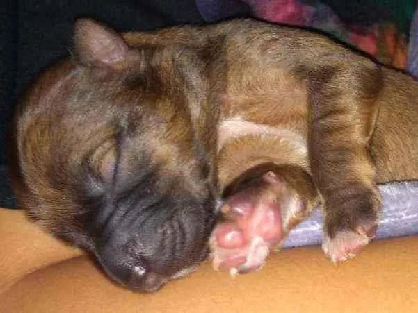 Cachorro ra a Vira lata com Pitbull idade Abaixo de 2 meses nome Pipoca