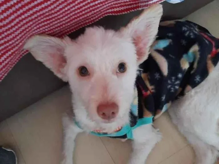 Cachorro ra a indefinida idade 7 a 11 meses nome Malu