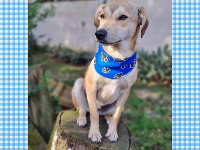 Cachorro ra a srd idade 7 a 11 meses nome ZAZU