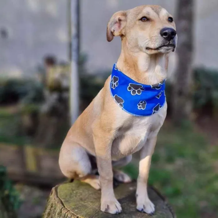 Cachorro ra a srd idade 7 a 11 meses nome ZAZU