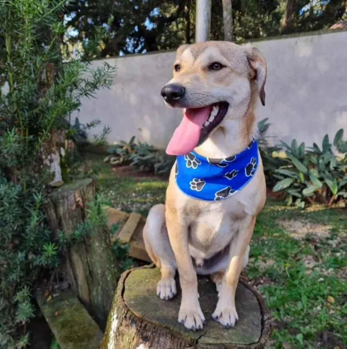 Cachorro ra a srd idade 7 a 11 meses nome ZAZU