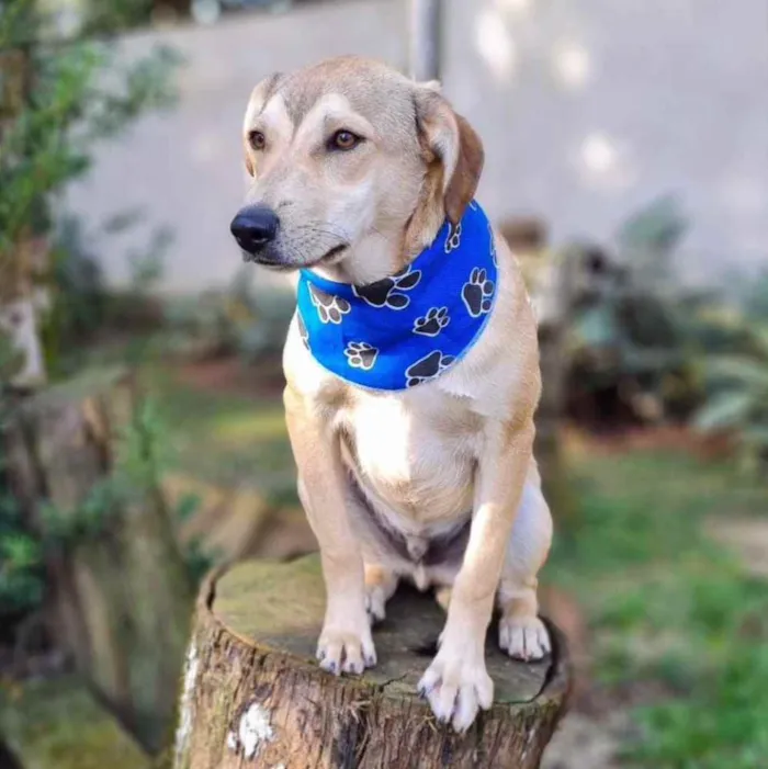 Cachorro ra a srd idade 7 a 11 meses nome ZAZU