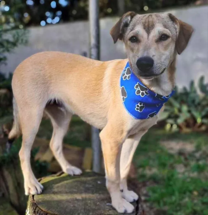 Cachorro ra a srd idade 7 a 11 meses nome ZAZU