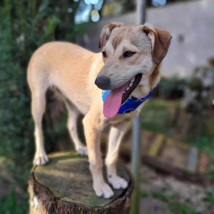 Cachorro ra a srd idade 7 a 11 meses nome ZAZU