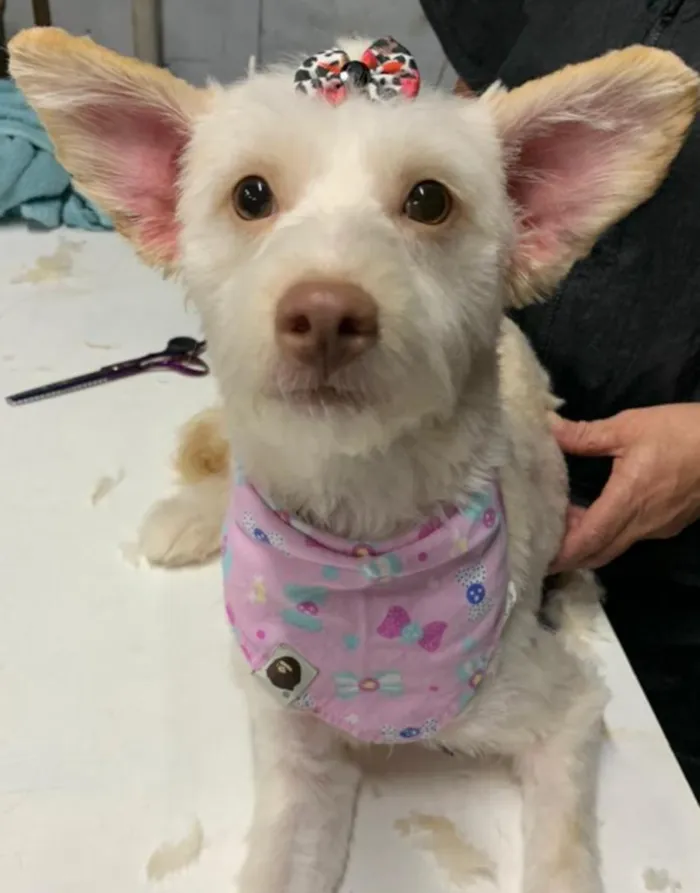 Cachorro ra a indefinida idade 7 a 11 meses nome Malu