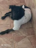 Pretinha