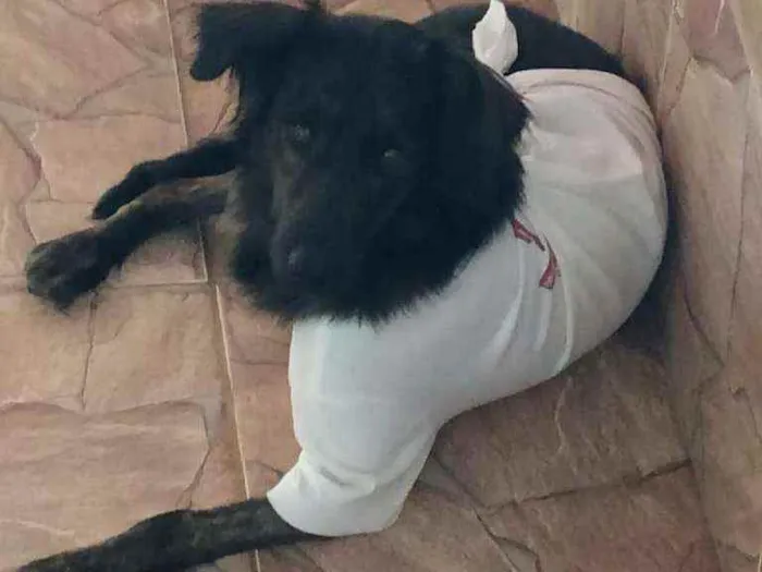 Cachorro ra a SRD idade 1 ano nome Pretinha