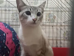 Gato raça SRD-ViraLata idade 7 a 11 meses nome Greta Garbo 