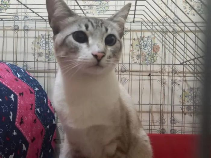 Gato raça SRD-ViraLata idade 7 a 11 meses nome Greta Garbo 