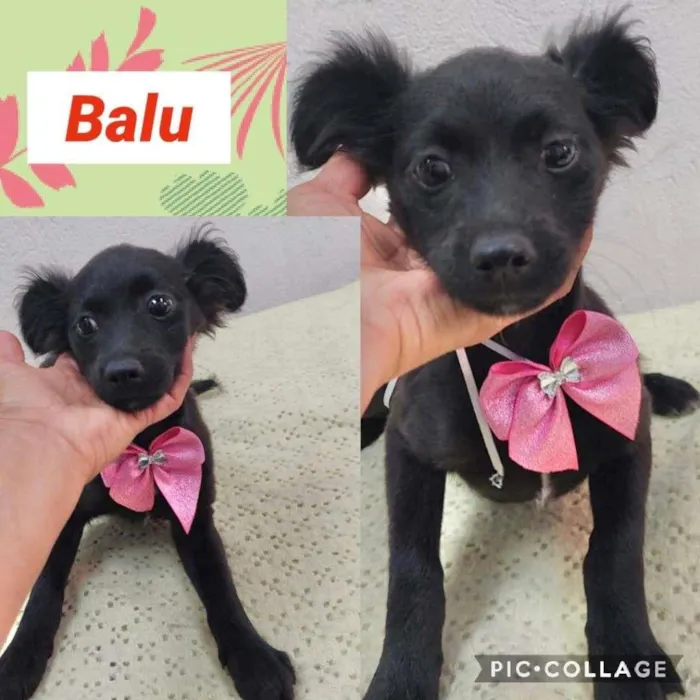 BALU