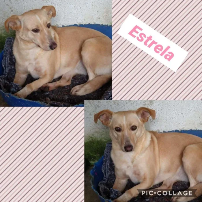 Cachorro ra a SRD-ViraLata idade 2 anos nome ESTRELA