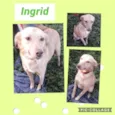 INGRID
