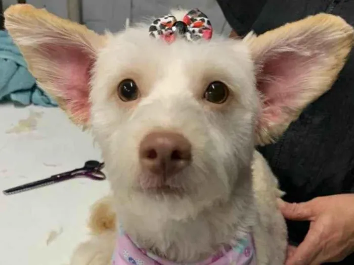 Cachorro ra a indefinida idade 7 a 11 meses nome Malu