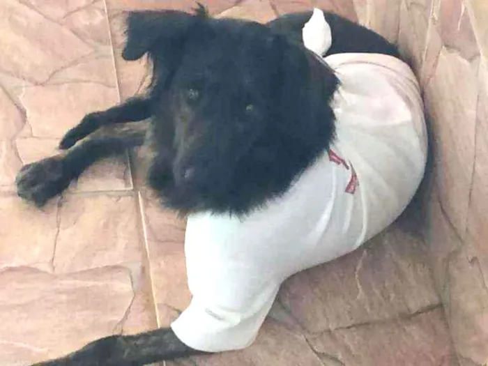 Cachorro ra a SRD idade 1 ano nome Pretinha