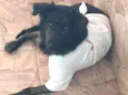 Pretinha