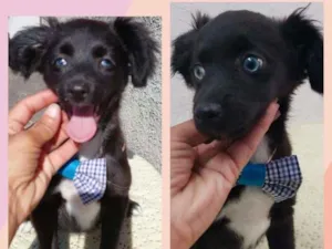 Cachorro raça SRD-ViraLata idade 2 a 6 meses nome BENTO