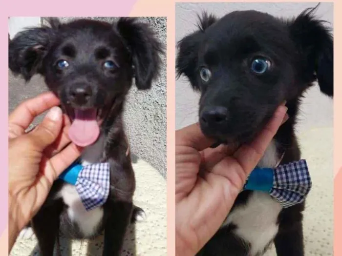 Cachorro raça SRD-ViraLata idade 2 a 6 meses nome BENTO