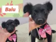 Cachorro raça SRD-ViraLata idade 2 a 6 meses nome BALU
