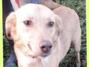 Cachorro raça SRD-ViraLata idade 1 ano nome INGRID